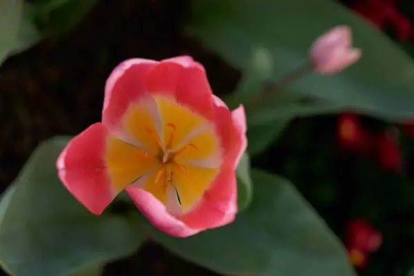 Tulip Top Gardens (77)